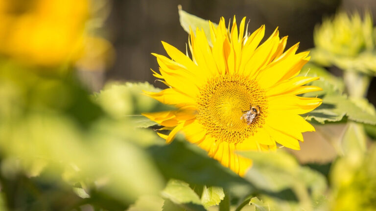 Eesti – puhas õhk või kujutame ette?